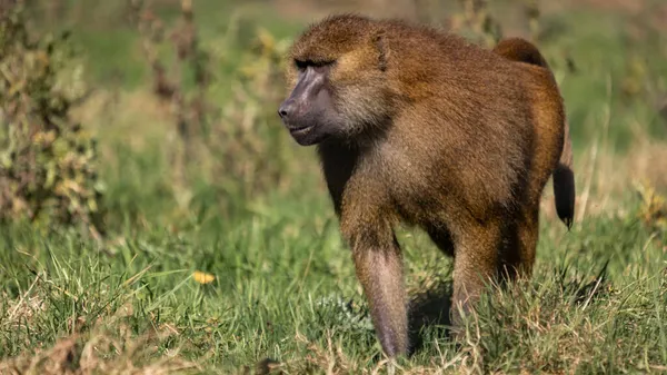 Brown Guinea Baboon Walking Its Natural Habitat — Stock Photo, Image