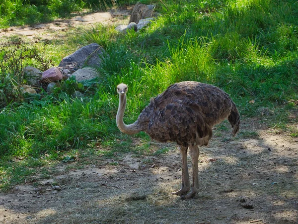Gros Plan Une Autruche Posant Dans Zoo Henry Doorly Omaha — Photo