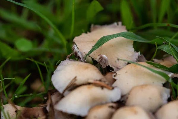 풀에서 자라는 버섯의 — 스톡 사진
