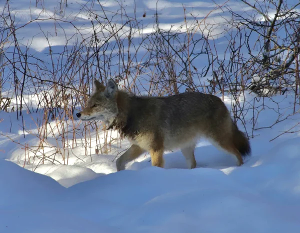 Een Coyote Een Besneeuwde — Stockfoto