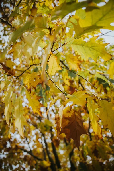 Una Hermosa Toma Ramas Coloridas Árbol Arce Otoño Jardín — Foto de Stock