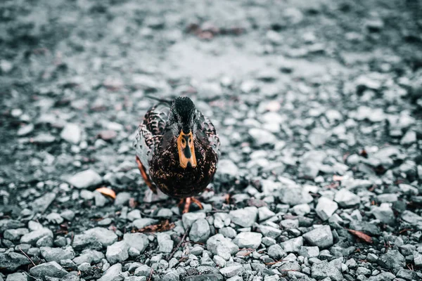 Närbild Söt Anka — Stockfoto