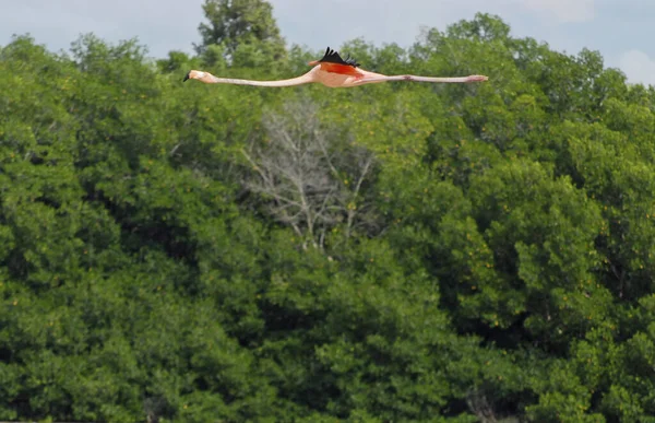 一张美国火烈鸟 火烈鸟 在树上飞过的照片 — 图库照片