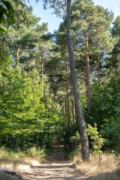 Une Belle Vue Verticale Route Montagne Entre Hauts Arbres Forestiers — Photo