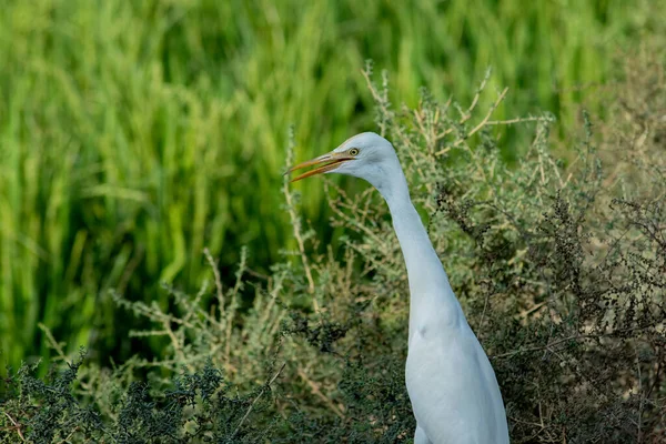 Piękny Biały Bydło Egret Bubulcus Ibis Ptak Siedzący Ziemi Przyrodzie — Zdjęcie stockowe