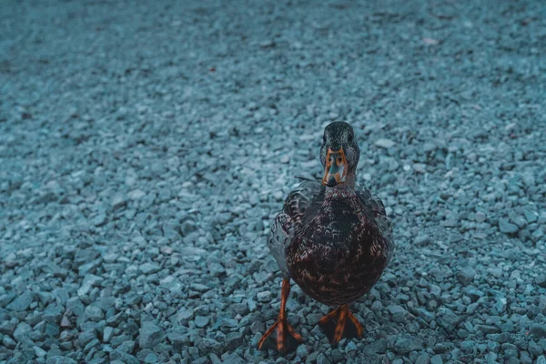 Primer Plano Pato Una Granja — Foto de Stock