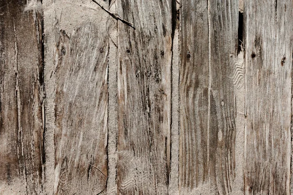 ภาพระยะใกล ของพ วไม — ภาพถ่ายสต็อก