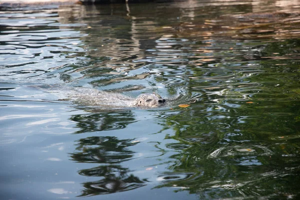 動物園のプールで泳ぐカワウソのクローズアップ — ストック写真