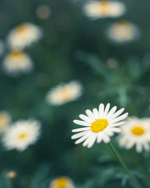 Vertikal Selektiv Fokus Tusensköna Blommor Som Xer — Stockfoto