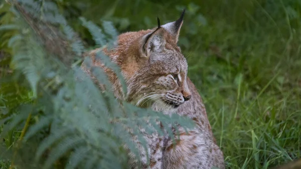 Lince Castanho Seu Habitat Natural — Fotografia de Stock