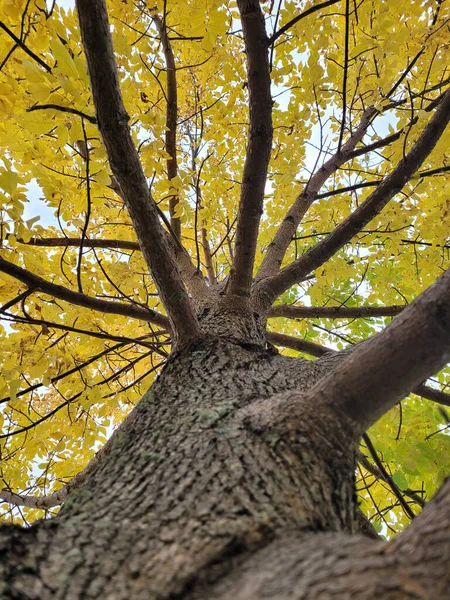 Snímek Nízkého Úhlu Žlutého Podzimního Stromu — Stock fotografie