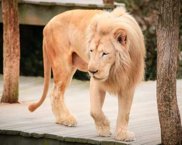 Primer Plano Hermoso León Blanco Zoológico Cincinnatti — Foto de Stock