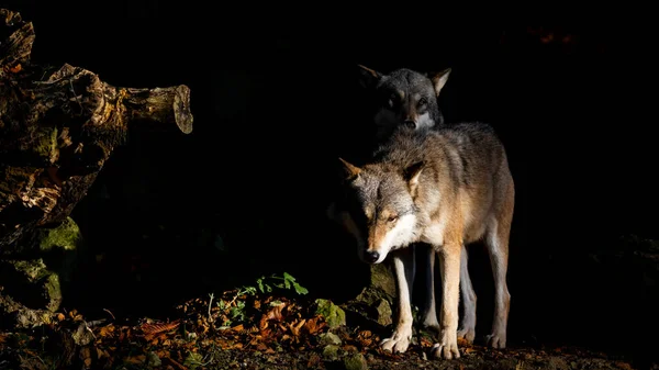 Deux Loups Dans Forêt Sombre Avec Lumière Soleil Sur Eux — Photo