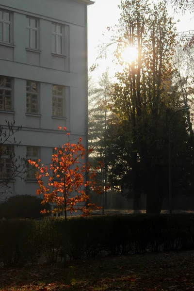 Кусты Деревья Перед Жилым Зданием Осенью Закате — стоковое фото