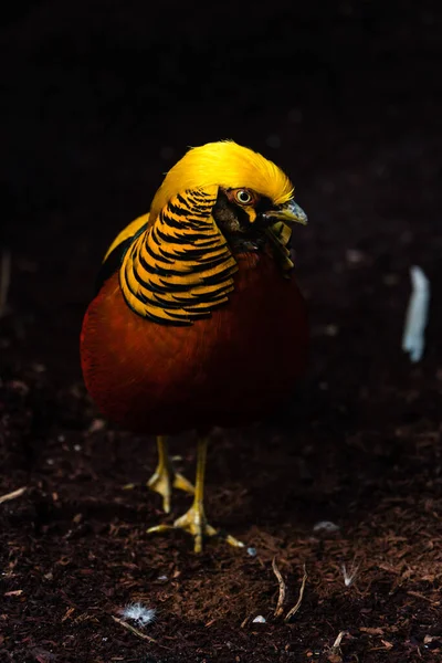 Ein Goldener Fasan Auf Dunklem Hintergrund — Stockfoto