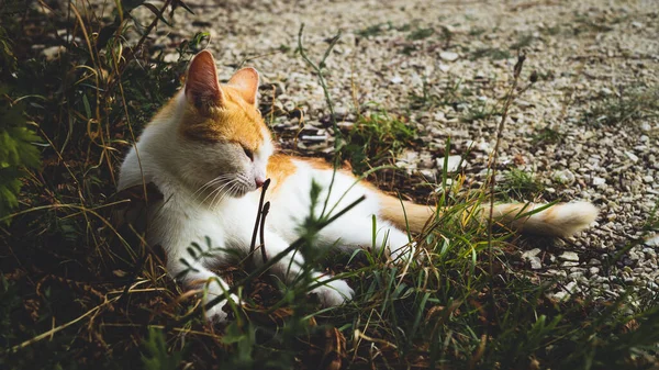 Primer Plano Hermoso Gato Tendido Hierba — Foto de Stock