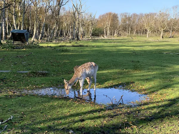 Dois Veados Bebendo Água Campo Sob Céu Brilhante — Fotografia de Stock