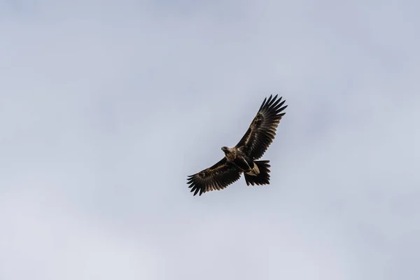 Een Adelaar Die Lucht Vliegt — Stockfoto