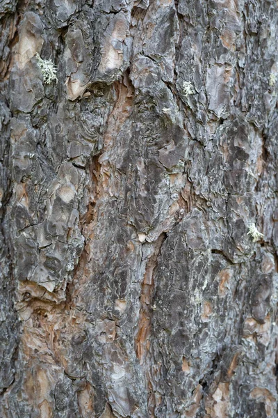 Pionowe Zbliżenie Szczegó Kory Tekstury Drzewa — Zdjęcie stockowe