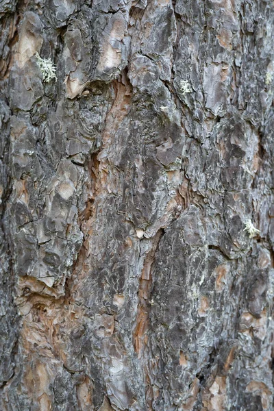 Vertikální Detailní Záběr Detailu Struktury Kůry Stromu — Stock fotografie