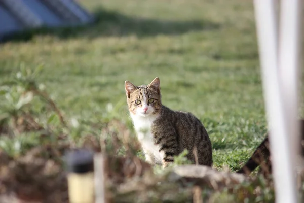 一只可爱的猫坐在草地上的日光照 — 图库照片