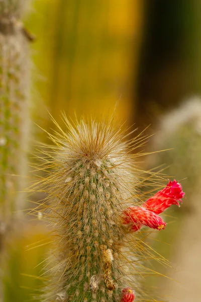 Függőleges Szelektív Fókuszfelvétel Egy Vörös Virágos Kaktuszról — Stock Fotó