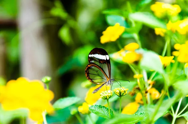 Selectivo Una Hermosa Mariposa Vidriera Greta Oto Sobre Una Flor — Foto de Stock