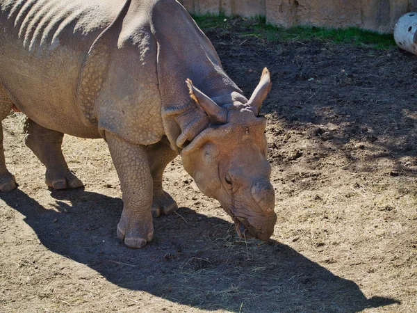 Збірка Носорога Відпочиває Зоопарку Генрі Дорлі Омаха Небраска — стокове фото