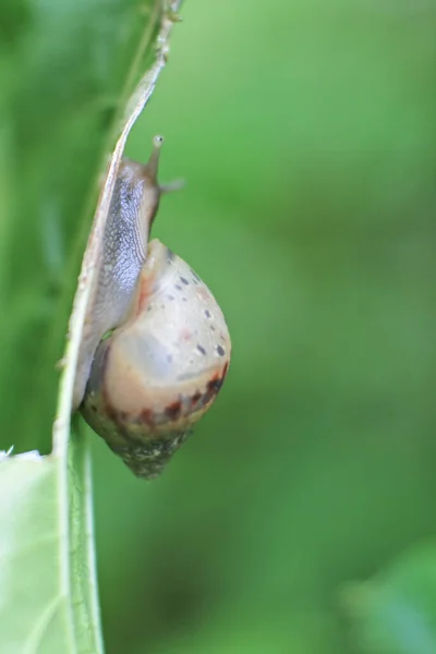 Primer Plano Caracol Borgoña Sobre Una Hoja Verde — Foto de Stock