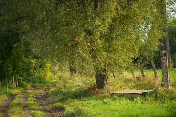 Camino Rural Entre Los Árboles —  Fotos de Stock