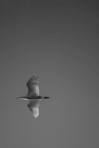 Tiro Tons Cinza Lindo Pássaro Branco Egret Gado Voando Alto — Fotografia de Stock