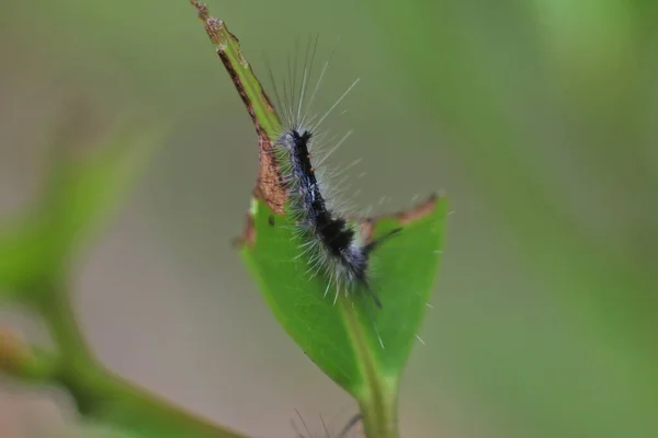 Primer Plano Una Polilla Tussock Alarch Comiendo Hoja Verde Una — Foto de Stock