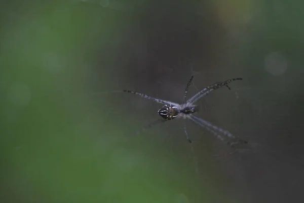 Gros Plan Une Araignée Sur Toile Sur Fond Flou — Photo