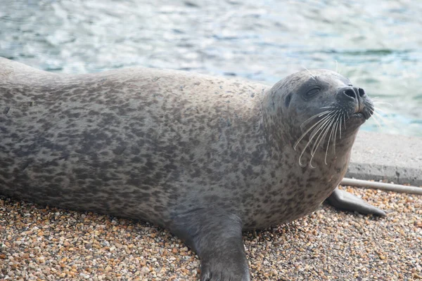 Closeup Seal Pebbly Pavement Pool Zoo — Φωτογραφία Αρχείου