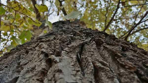 Detailní Nízkoúhlý Záběr Kmene Stromu Lese — Stock fotografie