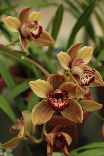 Closeup Shot Beautiful Cymbidium Orchid Flowers Growing Oxford Botanic Garden Royalty Free Stock Images