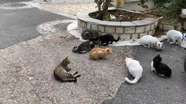 Kot Siedzi Ulicy — Wideo stockowe