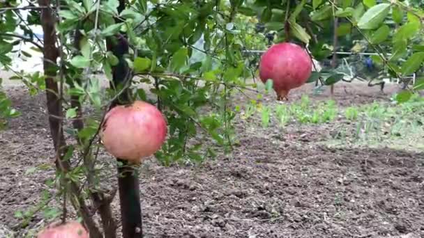 Manzanas Rojas Maduras Árbol — Vídeo de stock