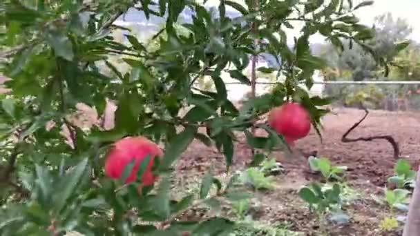 Hojas Rojas Verdes Arbusto Verano — Vídeo de stock
