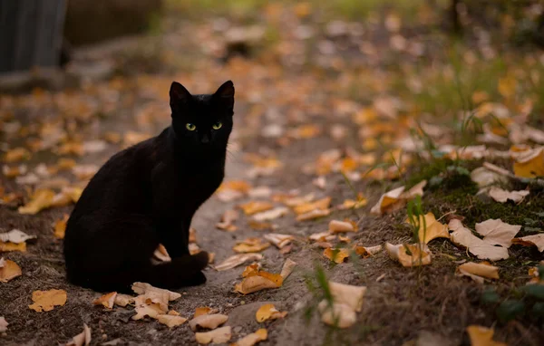 Selective Focus Shot Black Cat Outdoors — Stock Photo, Image