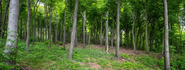 Панорамный Снимок Бесконечного Леса Большим Количеством Высоких Деревьев — стоковое фото