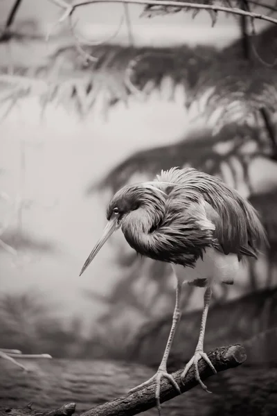 Eine Vertikale Schöne Schwarz Weiß Aufnahme Eines Reihers Zoo Von — Stockfoto