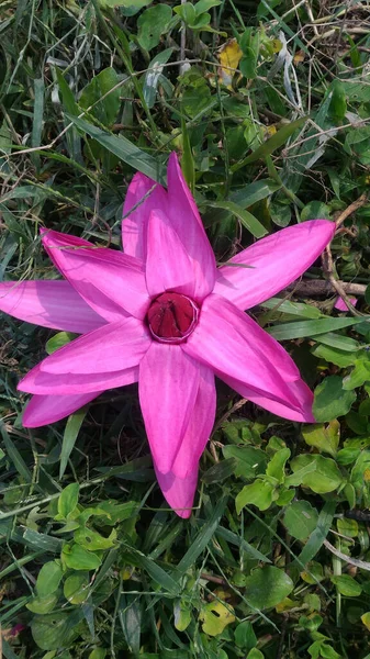 Vertikální Záběr Zářící Fialové Lilie Kvetoucí Zahradě Obklopené Bujnou Zelení — Stock fotografie