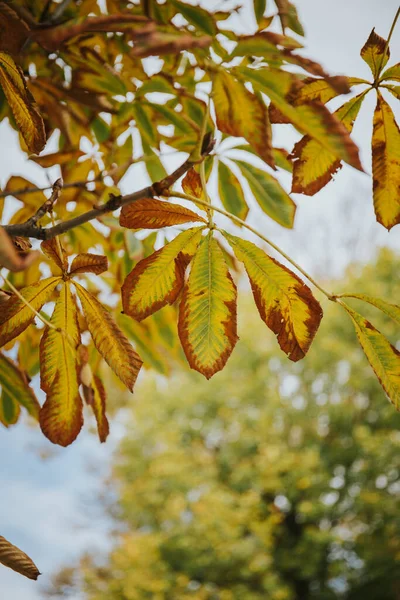 Een Prachtig Shot Van Kleurrijke Takken Van Een Herfst Boom — Stockfoto