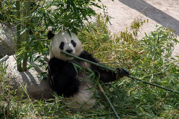 Closeup Panda Eating Bamboo Zoo — ストック写真