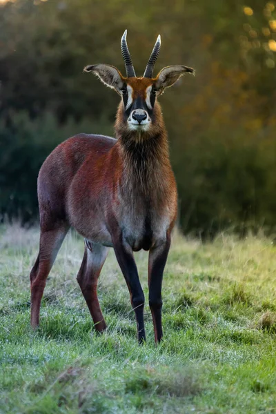 Une Belle Antilope Roan Brune Dans Son Habitat Naturel — Photo