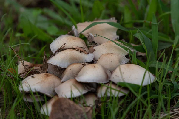 Eine Nahaufnahme Von Pilzen Die Aus Gras Wachsen — Stockfoto