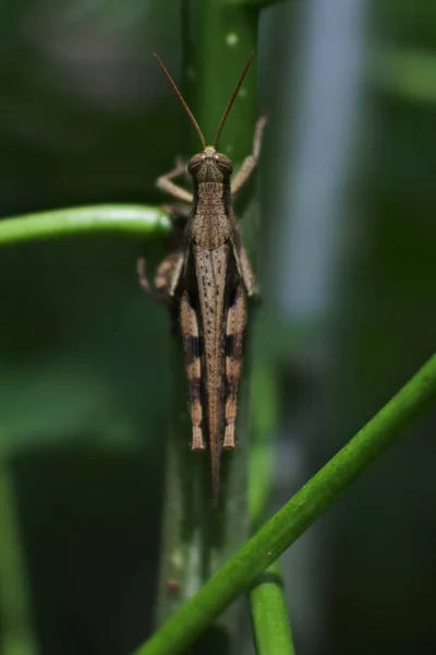 Närbild Gräshoppa Grön Planta — Stockfoto