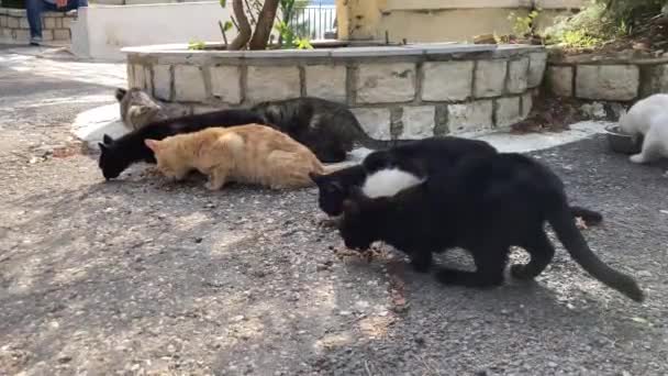 Kot Leży Podłodze Pies Śpi Głowie Zwierzę Zwierzęta Domowe — Wideo stockowe