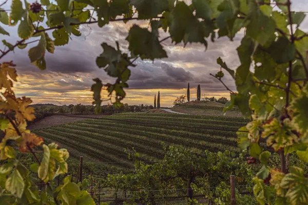 Schilderachtige Wijngaarden Friulische Heuvels Friuli Venezia Giulia Italië Bij Zonsondergang — Stockfoto